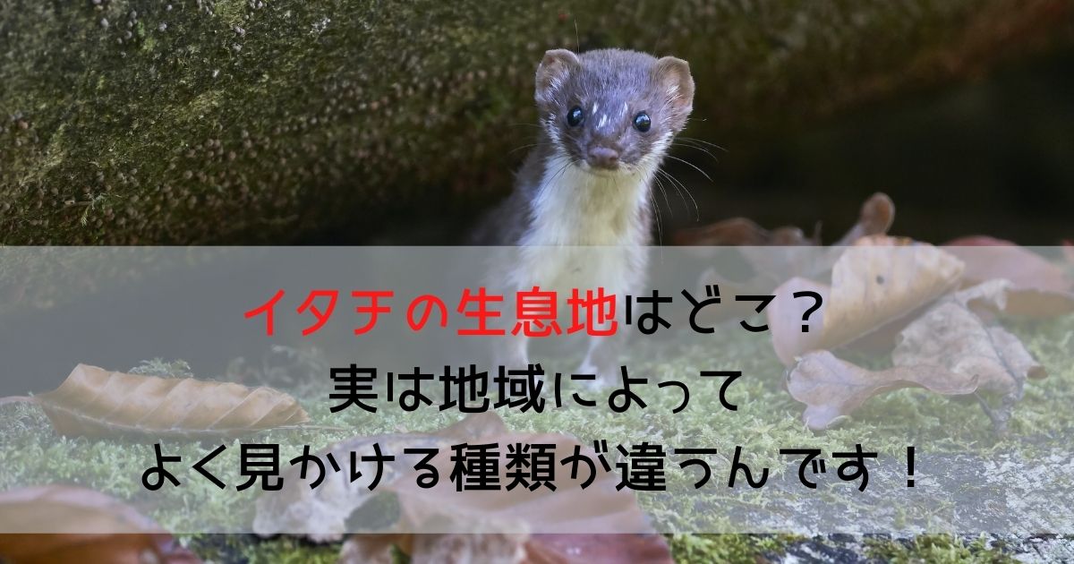 イタチの生息地はどこ？実は地域によってよく見かける種類が違うんです